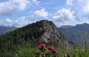 06-Fioritura di rododendro ferrugineo alle pendici del monte Colmaier