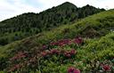 12-Fioritura di rododendro ferrugineo alle pendici del monte Cuar