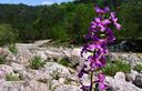 02-Violaciocca alpina lungo il greto del rio Nero