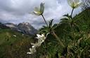 03-Anemoni alpini sulle pendici del monte Puintat
