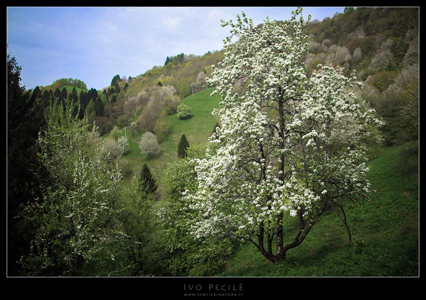 08-Primavera a Clabuzzaro