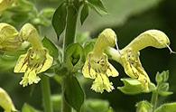 Salvia gialla [<i>Salvia glutinosa</i>]
