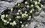Sassifraga delle Dolomiti (Saxifraga squarrosa). Una tipica  ...
