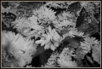 fiori di ghiaccio