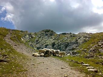 Lasciamo quindi la cima e ritorniamo  al bivio lasciato in precedenza, dove troviamo un gregge di pecore un pò titubante.