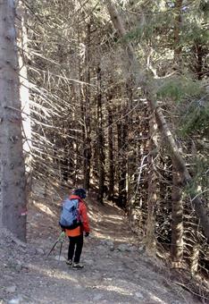 Percorse alcune decine di metri, svoltiamo a destra lungo un sentiero con segnalazioni biancorosse del CAI su un tronco.<br />
