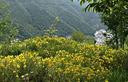 01-Fioritura primaverile di ginestra stellata