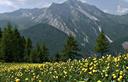 05-Fioritura di botton d'oro nelle vicinanze di sella Festons