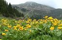 03-Calta palustre - prati in fiore sotto la cima del monte Lodin