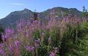 02-Fioritura di epilobio al passo della Forcella