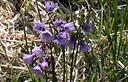 01-Soldanella alpina al Malpasso di Tinisa