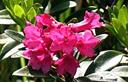 09-Rododendro ferrugineo presso casera Razzo