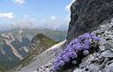 03-Erba storna sui ghiaioni settentrionali del monte Bivera