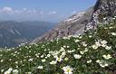 04-Fioritura di ranuncoli alpestri sulle pendici del monte Bivera