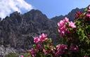 03-Fioritura di rododendro irsuto all'Alpe Moritsch