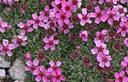 03-Fioritura di potentilla rosea sulla Creta di Aip