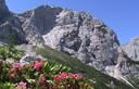 19-Rododendro irsuto all'Alpe Moritsch