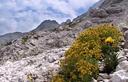 05-Sassifraga gialla alle pendici del monte Canin