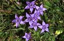 02-Genzianella delle Dolomiti sul monte Osternig