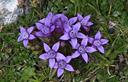 03-Genzianella delle Dolomiti sul monte Osternig