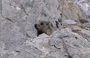 02-Marmotta presso il rifugio Lambertenghi