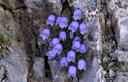 03-Campanula dei ghiaioni sul monte Coglians