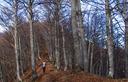 21-Bosco di faggio sul crinale settentrionale del monte Vas