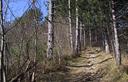 04-Boscaglia di pino nero lungo la mulattiera che sale a borgo Cros