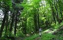 06-Bosco di faggio e abete lungo il Troi di Fielis