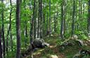 25-Faggeta lungo il crinale verso il monte Nischiuarch