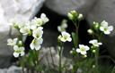02-Draba a fiori bianchi sulla vetta del Cuel Mauron