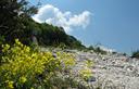 11-Fioritura di biscutella lungo la carrareccia del monte Rest