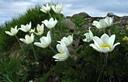 21-Fioritura di anemone alpino sulla vetta del monte Dimon