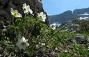 07-Anemone alpino lungo la mulattiera del Poviz