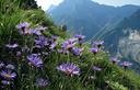 02-Fioritura di astro delle Alpi alle pendici del monte Salta