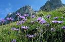 03-Fioritura di astro delle Alpi alle pendici del monte Salta