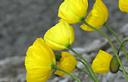 11-Papavero giallo, particolare dei fiori
