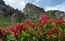 06-Rododendro irsuto nel Cadin di Fuori