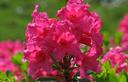 08-Rododendro irsuto nel Cadin di Fuori