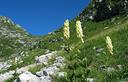 06-Aconito giallo in val Sughet