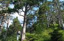 07-Boscaglia di pino silvestre alle pendici del monte Re