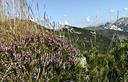 02-Fioritura di brugo sul monte Auernig