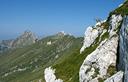 15-Stambecchi lungo la mulattiera per la Cima di Terrarossa