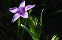 01-Fioritura di genzianella pelosa sul monte Jof