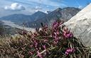 12-Fioritura di erica sulla vetta del monte Cumieli