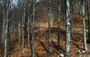 17-Bosco di faggio lungo la pista forestale per forcella Tacia