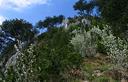 05-Pero corvino in fiore sulle pendici del monte Cuzzer