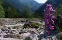 01-Violaciocca alpina lungo il greto del rio Nero