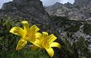 02-Fioritura di giglio dorato alle pendici del monte Caserine Basse