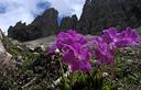 05-Primula di Wulfen in val Monfalcon di Cimoliana